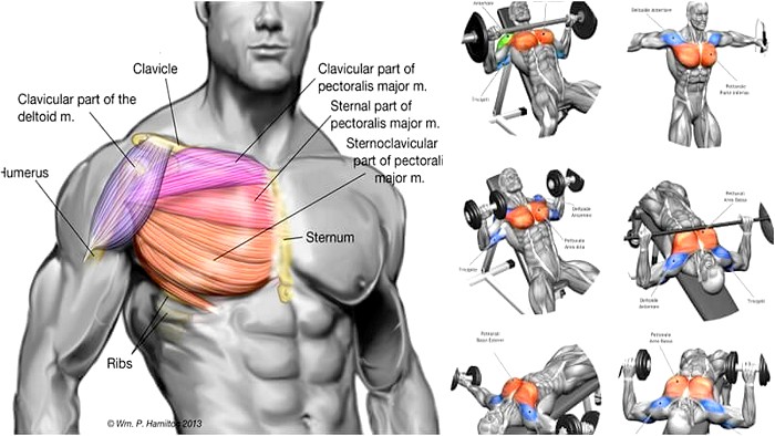 #Fitness #Training
The Best #Chest #Exercises for Building a Broad, Strong Upper Body