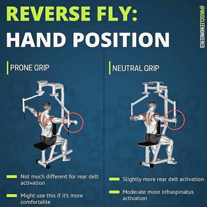 RDL Muscle Activation #RDL - Low Back - Glutes - Hamstrings #Muscle #MuscleActivation - Reverse fly hand position  #ReverseFly - Knee wraps explained #KneeWraps
