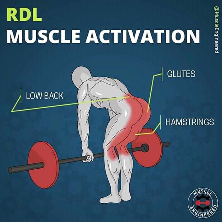 RDL Muscle Activation #RDL - Low Back - Glutes - Hamstrings #Muscle #MuscleActivation - Reverse fly hand position  #ReverseFly - Knee wraps explained #KneeWraps