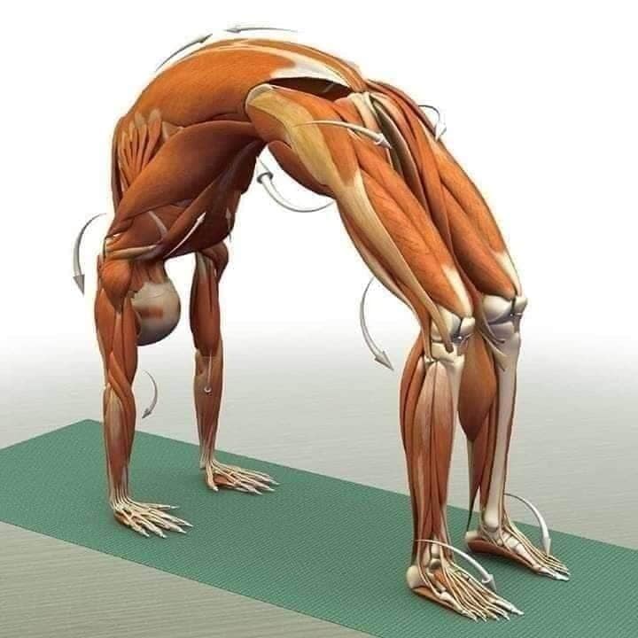 All #Stretching Exercises for #Muscles #Relaxsation & Maximum HYPOTHROPY !
#Muscles #Gain #Stretching #Exercises  !