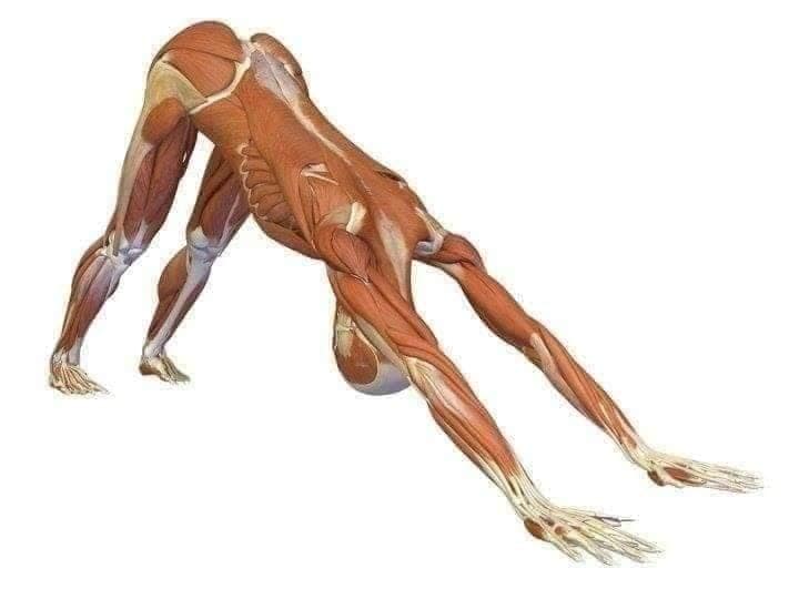 All #Stretching Exercises for #Muscles #Relaxsation & Maximum HYPOTHROPY !
#Muscles #Gain #Stretching #Exercises  !